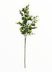 Menta