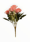 Rosa-2