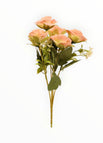 Crema/Rosa