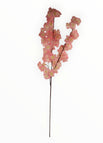 Rosa-2