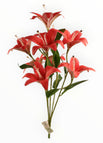 Fiusha