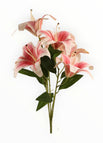 Rosa/Blanco