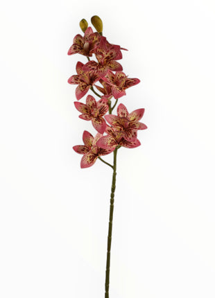Vara Orquídea Cattleya