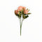 Rosas
