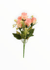 Crema/Rosa