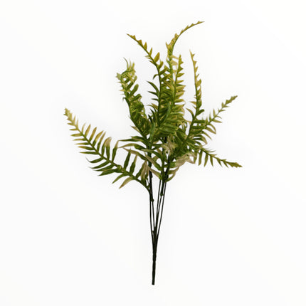 2651 Follaje Helecho