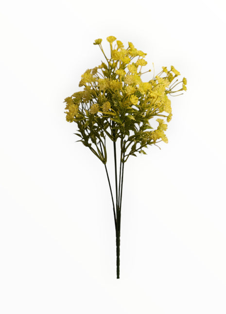 Follaje Daucus-Carota