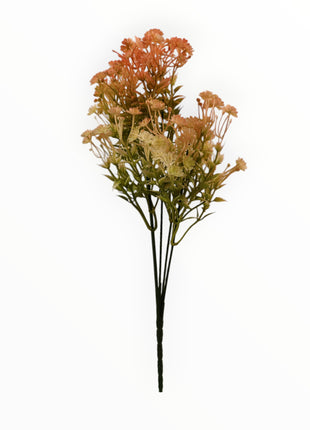 Follaje Daucus-Carota