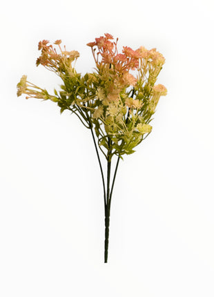 Follaje Daucus-Carota