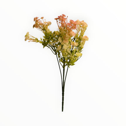 Follaje Daucus-Carota