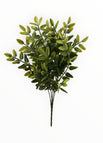Menta