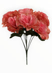 Rosa-2
