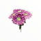 Gerberas