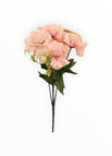 Rosa-2