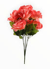 Crema/Rosa