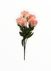 Crema/Rosa