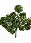 Verde 8
