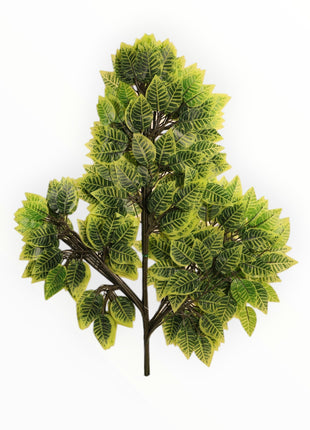 Ramo de Ficus