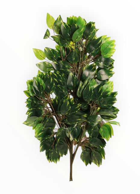 Ramo de Ficus