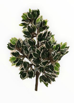 Ramo de Ficus