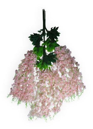 Wisteria 3 ramas x12