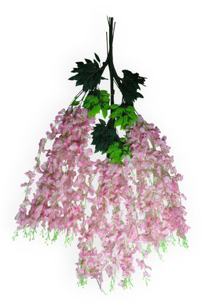 Wisteria 3 ramas x12