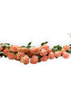 Crema/Rosa