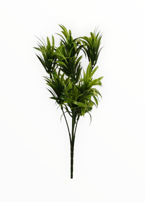 Follaje Dracaena