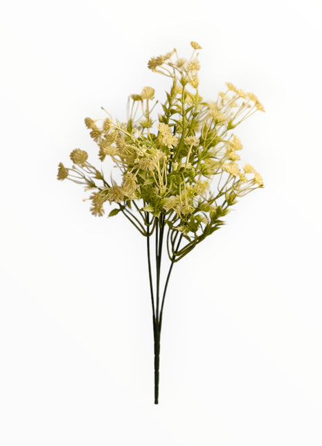 Follaje Daucus-Carota