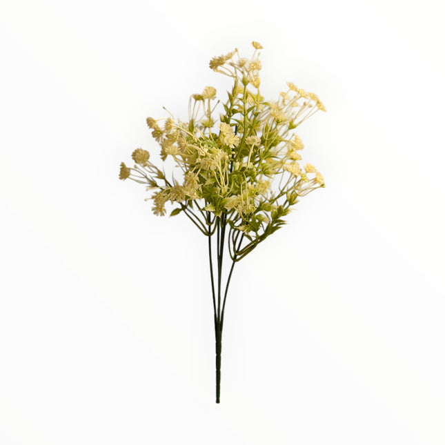 Follaje Daucus-Carota