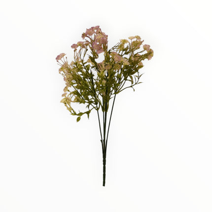 Follaje Daucus-Carota