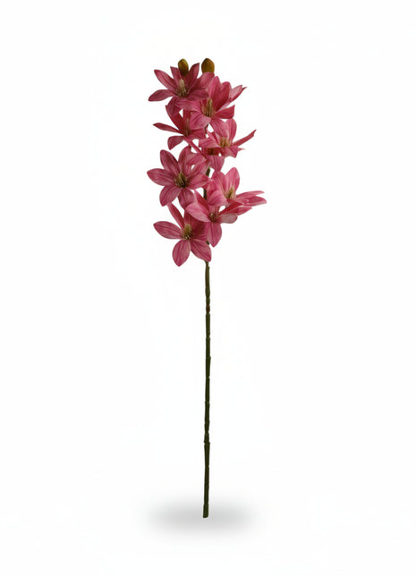 Vara Magnolia
