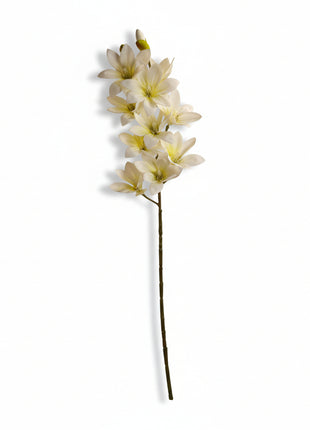 Vara Magnolia